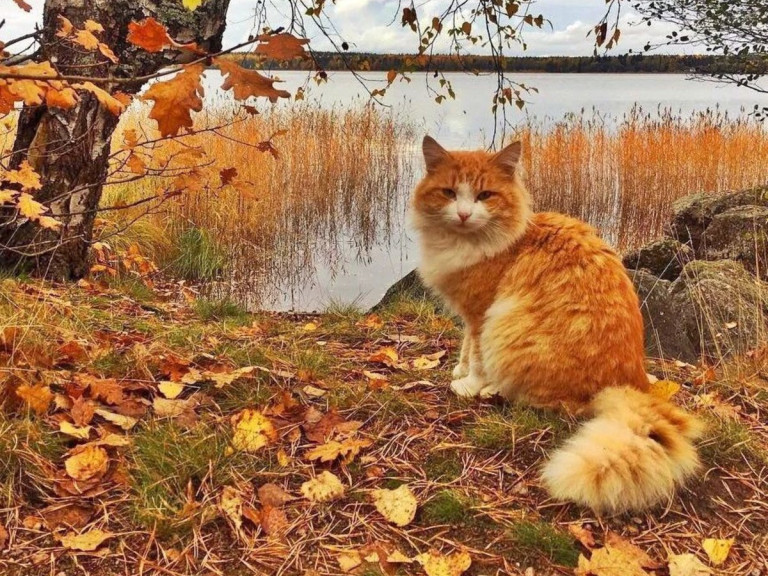 Рыжая кошка и осень