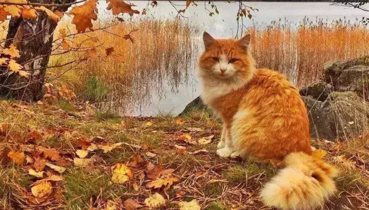 Рыжая кошка и осень